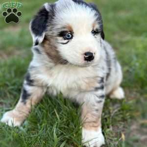 Vice, Miniature Australian Shepherd Puppy